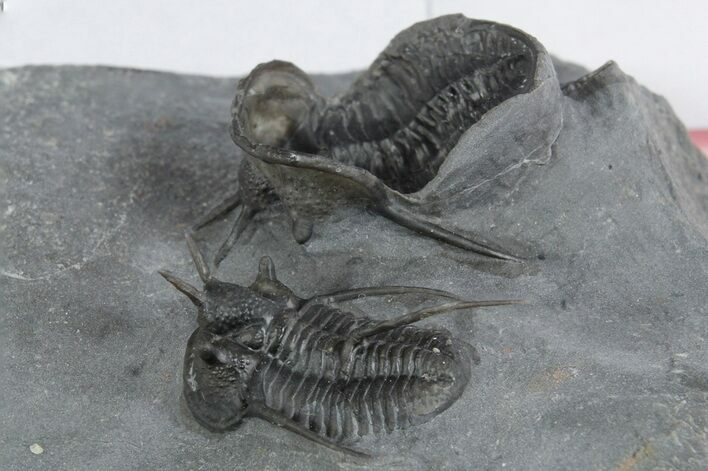 Two Devil Horned Cyphaspis Trilobites - Mrakib, Morocco #350518
